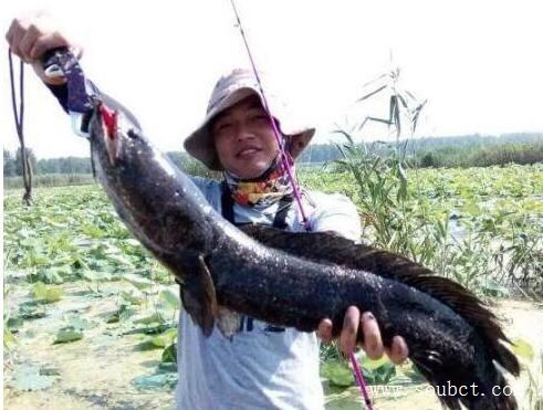 蛇頭魚入侵北美,中國發揚吃貨精神拯救美國人