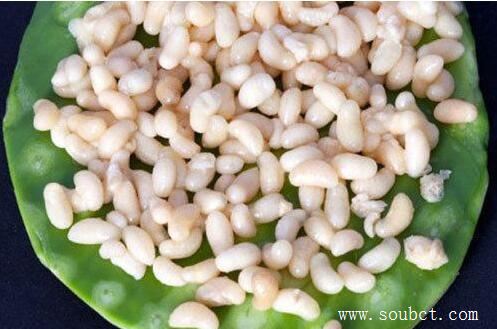 世界上最惡心的食物活蛆乳酪，忍不住嘔吐了！