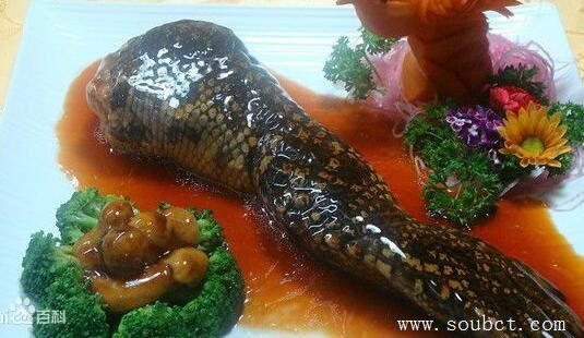 世界上最惡心的食物活蛆乳酪，忍不住嘔吐了！