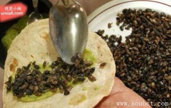 世界上最惡心的食物活蛆乳酪，忍不住嘔吐了！