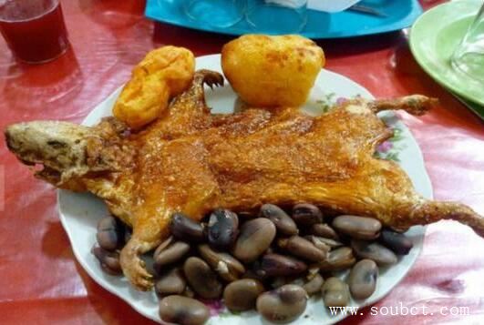 世界上最惡心的食物活蛆乳酪，忍不住嘔吐了！