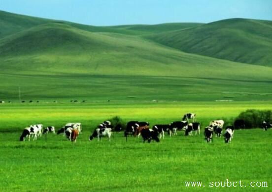 中國最大的草原呼倫貝爾，總面積10萬平方千米