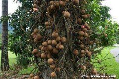 盤點(diǎn)5種世界上最奇特的樹，吸血樹專吸人血