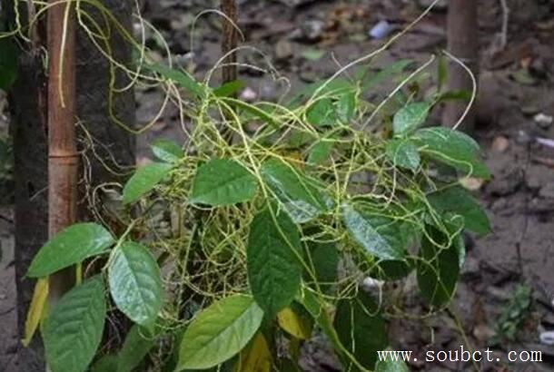 盤點(diǎn)5種世界上最奇特的樹(shù)，吸血樹(shù)專吸人血