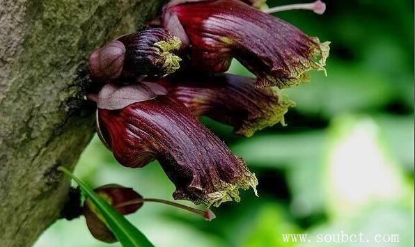 盤點(diǎn)5種世界上最奇特的樹(shù)，吸血樹(shù)專吸人血