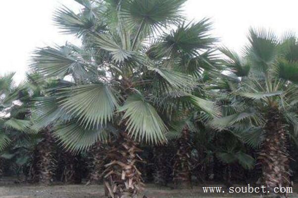 盤點(diǎn)5種世界上最奇特的樹(shù)，吸血樹(shù)專吸人血