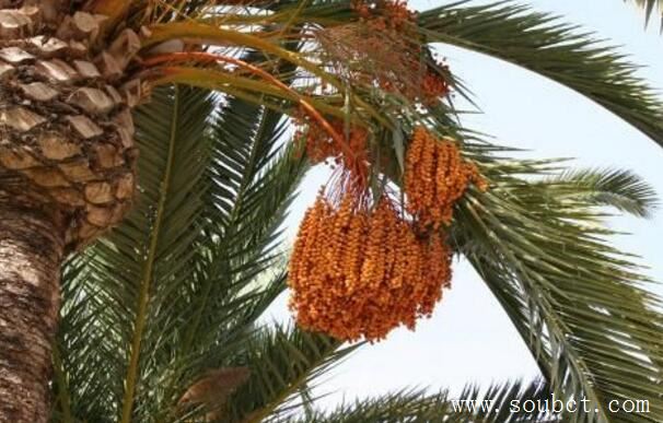 盤點(diǎn)5種世界上最奇特的樹(shù)，吸血樹(shù)專吸人血