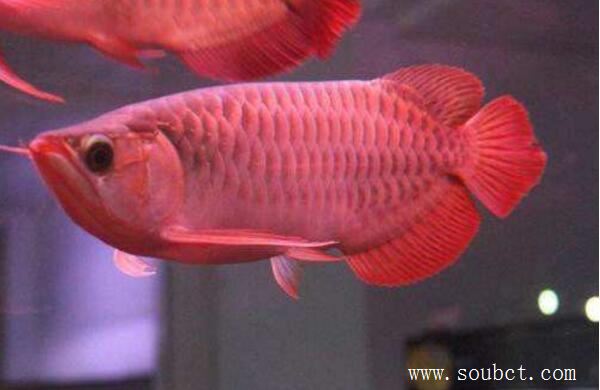 世界上最貴的觀賞魚，天價血紅龍魚被日本人買走