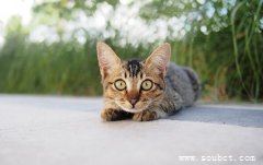 4種世界上最小的貓咪，新加坡貓比河貍鼠小一截