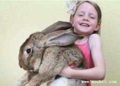 世界上體型最大的兔子,大流士兔每天吃12根胡蘿卜