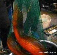 湖州長興農民捕獲一條世界最大黃鱔