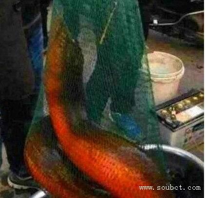 湖州長興農(nóng)民捕獲一條世界最大黃鱔