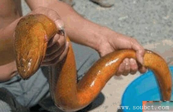 湖州長興農(nóng)民捕獲一條世界最大黃鱔