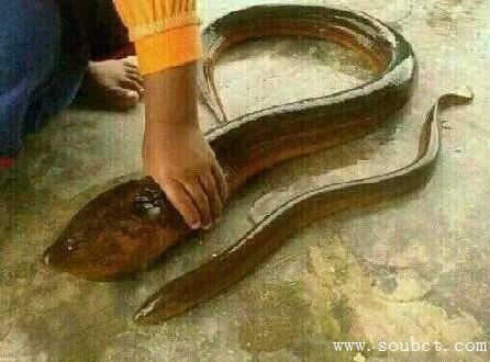 湖州長興農(nóng)民捕獲一條世界最大黃鱔