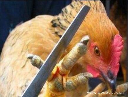 中國十大禁菜,油潑猴頭不忍直視