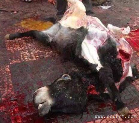 中國十大禁菜,油潑猴頭不忍直視