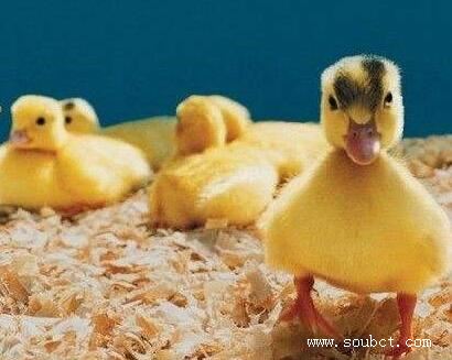 中國十大禁菜,油潑猴頭不忍直視