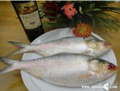 全世界最貴的食用魚,野生長江鰣魚157.5萬/公斤