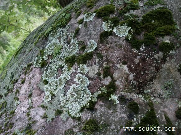 生命力最強(qiáng)的3種植物，地衣可在真空下存活六年