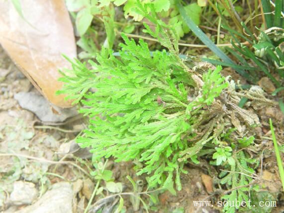 生命力最強(qiáng)的3種植物，地衣可在真空下存活六年