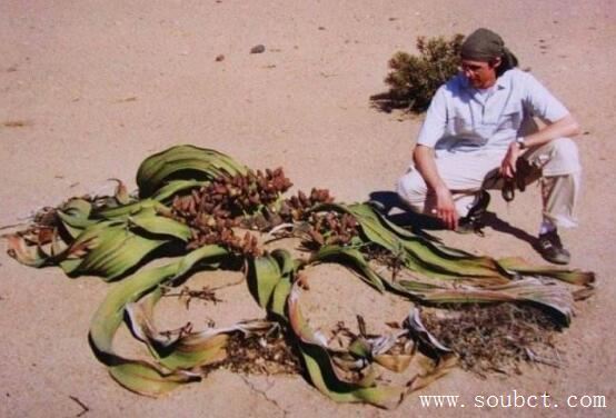 生命力最強(qiáng)的3種植物，地衣可在真空下存活六年