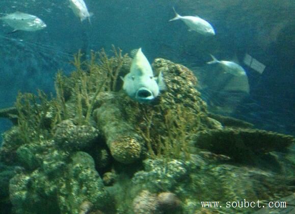 世界上最咸的海,紅海含鹽最高達3.6%