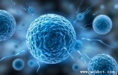 人體最大的細胞，卵細胞直徑200微米