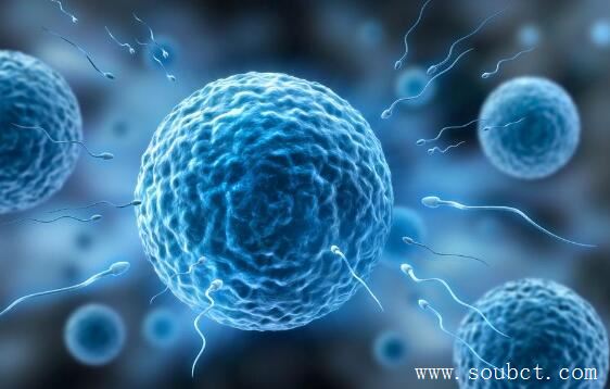 人體最大的細胞，卵細胞直徑200微米