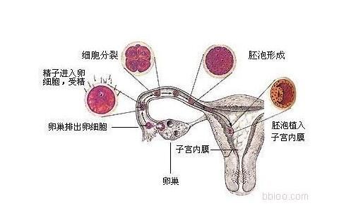 人體最大的細胞，卵細胞直徑200微米