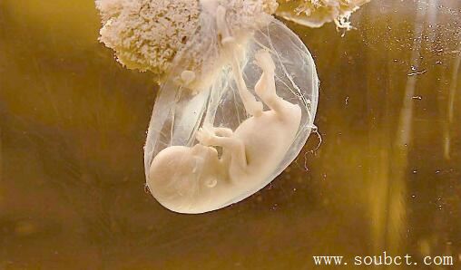 人體最大的細胞，卵細胞直徑200微米