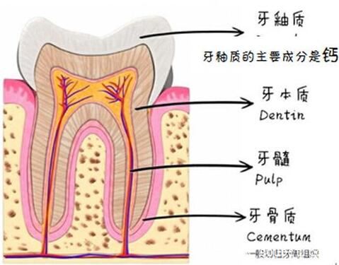人體最堅硬的部分，牙釉質硬度僅次于金剛石