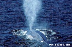 世界上最大的哺乳動物,發聲最大的動物藍鯨重181噸
