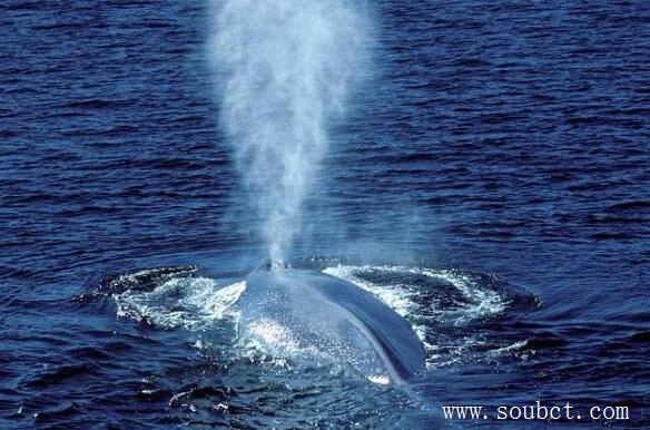 世界上最大的哺乳動物,發聲最大的動物藍鯨重181噸