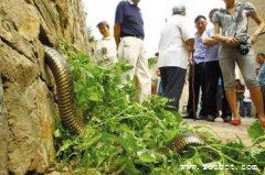 四川境內發現中國最大的蛇，長50米大蟒蛇
