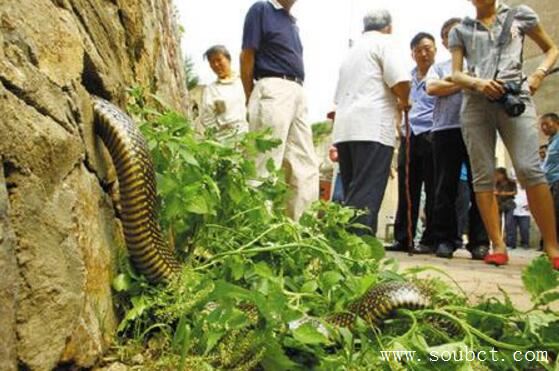 四川境內發現中國最大的蛇,長50米大蟒蛇