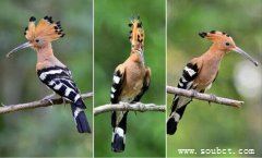 飛禽界最帥的發(fā)型,戴勝鳥羽冠靚麗時尚