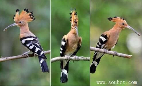 飛禽界最帥的發型,戴勝鳥羽冠靚麗時尚