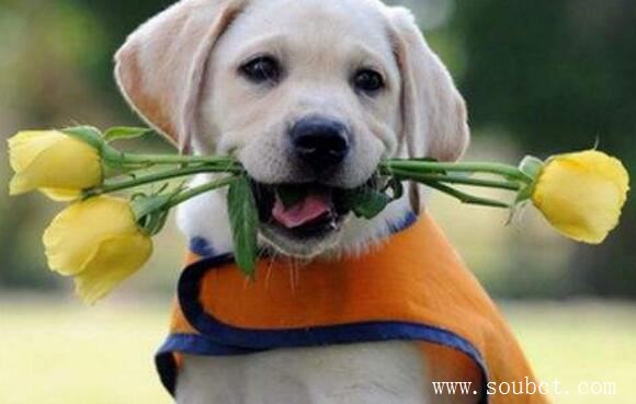 十種世界上最可愛的狗，純種拉布拉多犬最好養