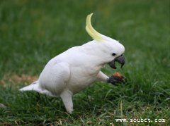 世界上壽命最長的鳥,葵花鳳頭鸚鵡比人類壽命還長