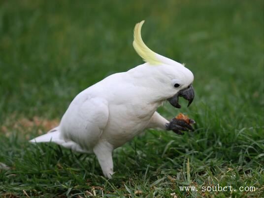 世界上壽命最長(zhǎng)的鳥,葵花鳳頭鸚鵡比人類壽命還長(zhǎng)