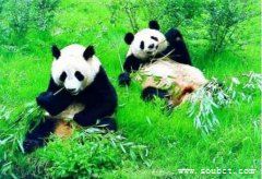 國寶大熊貓憨態可掬,位居十大最美麗的動物之首