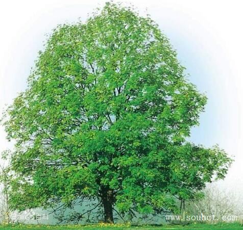 世界上最大的樹排名：最高156米，最矮70米