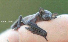 世界上最小的哺乳動物，大黃蜂蝙蝠僅2克