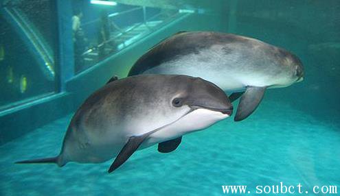 世界上最小的鯨魚，加灣鼠海豚滅絕的原因