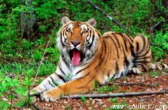 世界上最胖的老虎，東北虎身形巨大