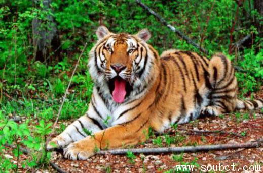 世界上最胖的老虎,東北虎身形巨大