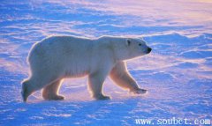 世界上最大的棕熊,科迪亞克島棕熊兇殘無比