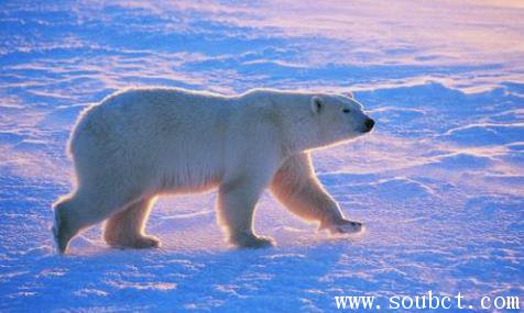 世界上最大的棕熊,科迪亞克島棕熊兇殘無比
