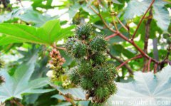 世界上最毒的植物,蓖麻子毒性超大(70毫克可致命)