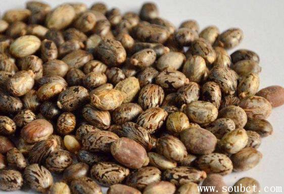 世界上最毒的植物,蓖麻子毒性超大(70毫克可致命)